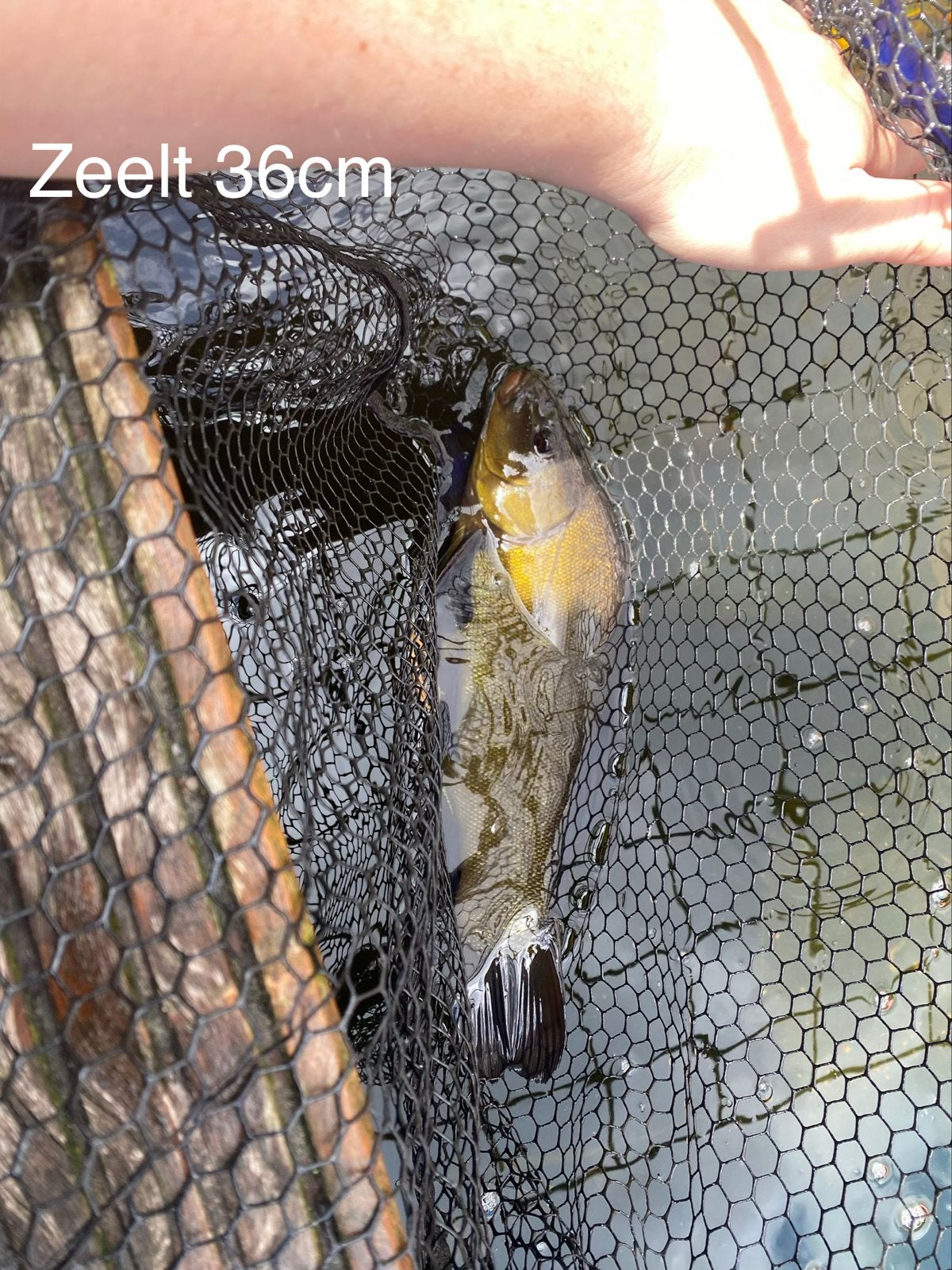 Koi karper, zeelt, spiegel karpers, Karper of Koi