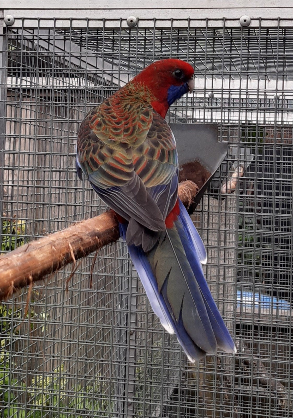 te koop jonge penant rosella's penanten, Mannelijk, Parkiet, Geringd