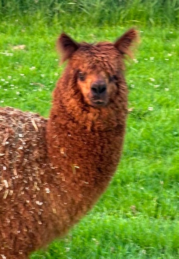 Te koop: Alpaca hengst, donker bruin., Dieren en Toebehoren, Overige Dieren, Mei, Mannelijk