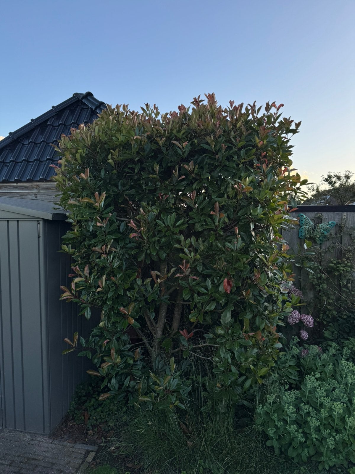 Glansmispel / Red Robin / Photinia, Ophalen, Halfschaduw, Overige soorten, 100 tot 250 cm