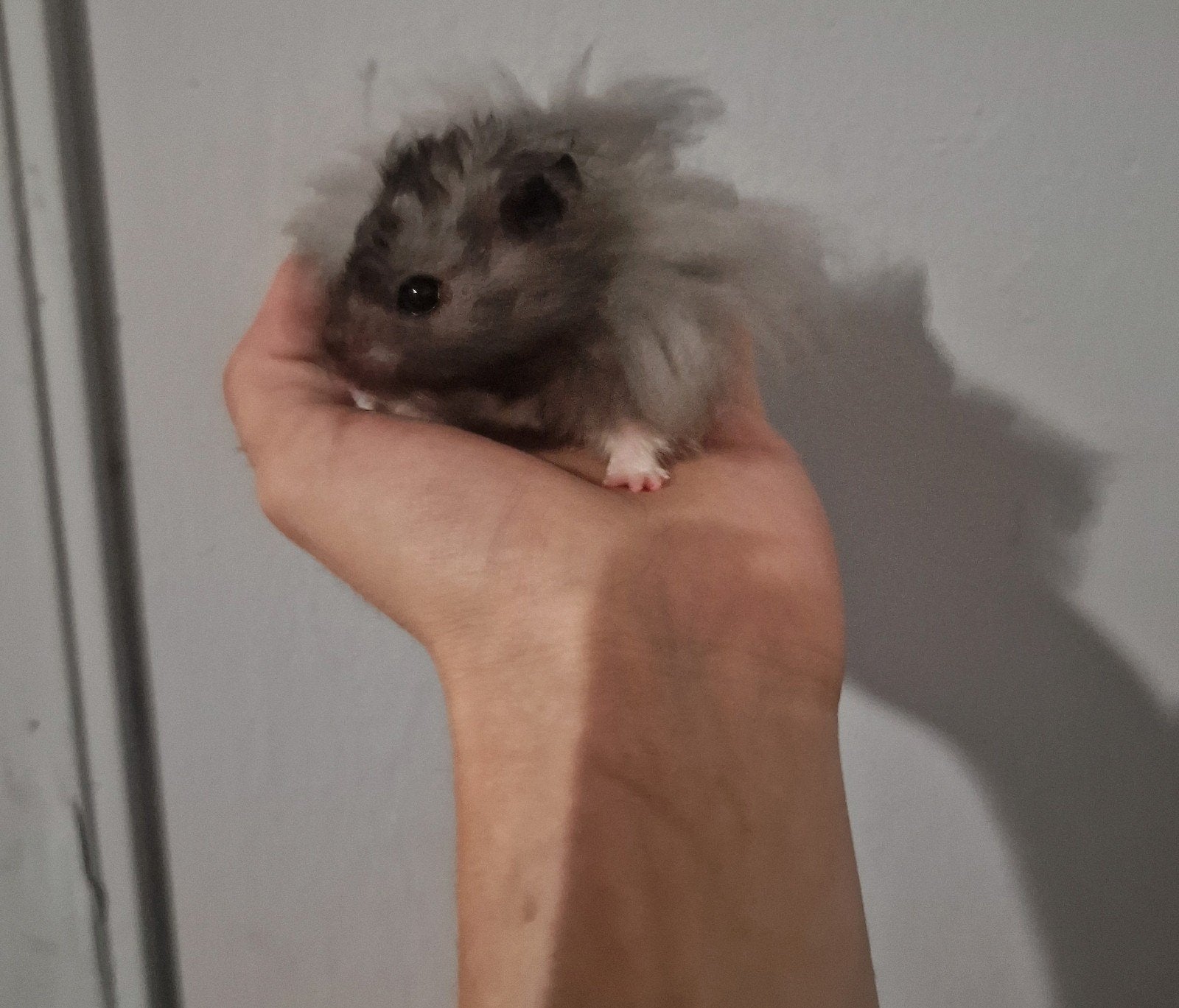 Langharige Goudhamster kippo zoekt een thuis e.v.t+verblijf, Dieren en Toebehoren, Hamster, Mannelijk, Tam, Oktober