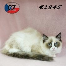 Lieve Ragdoll kittens met prachtige blauwe oogjes - te koop, Meerdere dieren, Gechipt, 0 tot 2 jaar