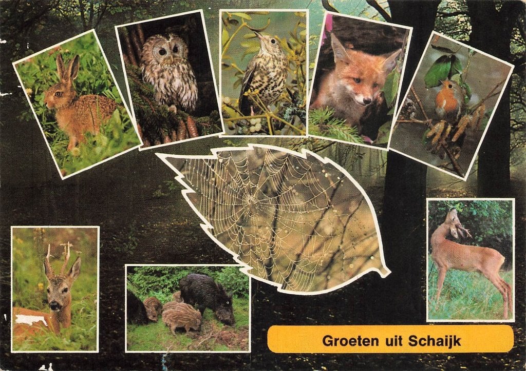 Groeten uit Schaijk, Ophalen of Verzenden, 1960 tot 1980, Gelopen, Noord-Brabant