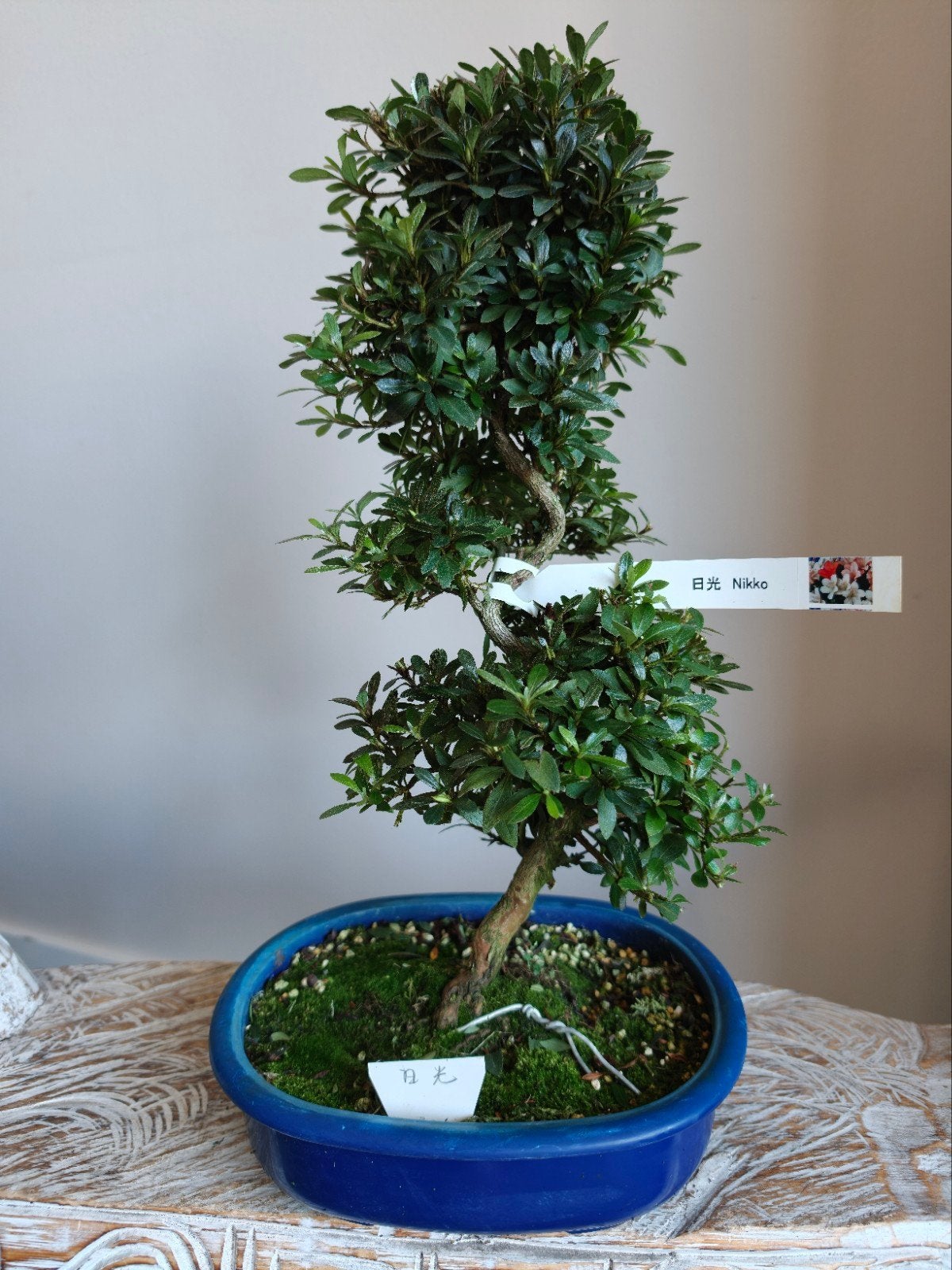 Satsuki Azalea Nikko bonsai, Halfschaduw, Lente, Minder dan 100 cm, Overige soorten