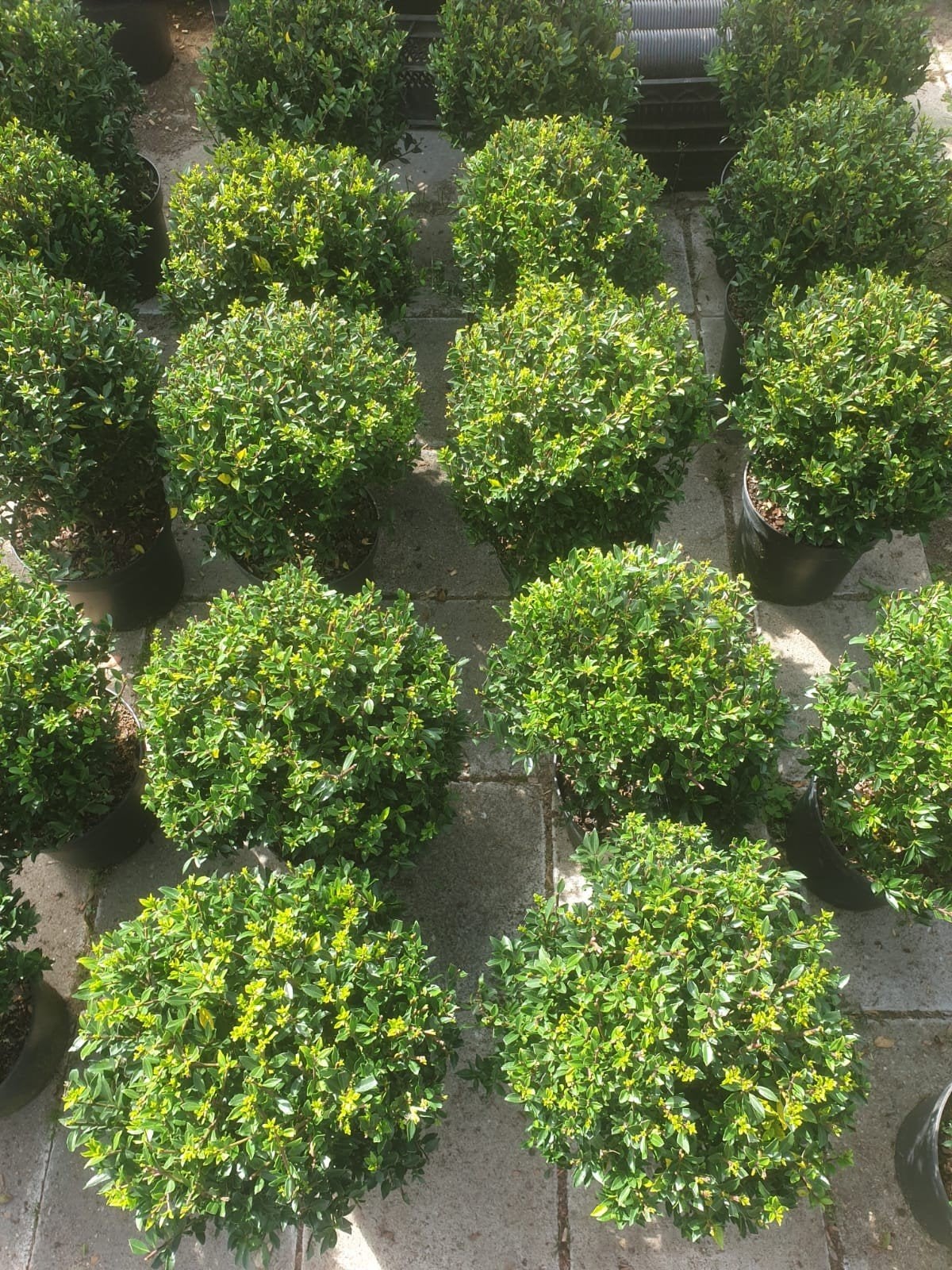 Prachtige Ilex bollen in C10 pot, doorsnee 35+ cm, Ophalen