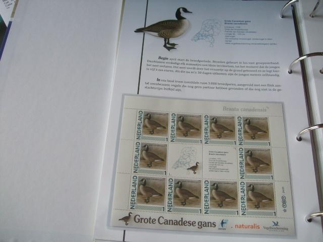 Prachtig vel vogels Grote Canadese Gans, Verzenden, Dier of Natuur