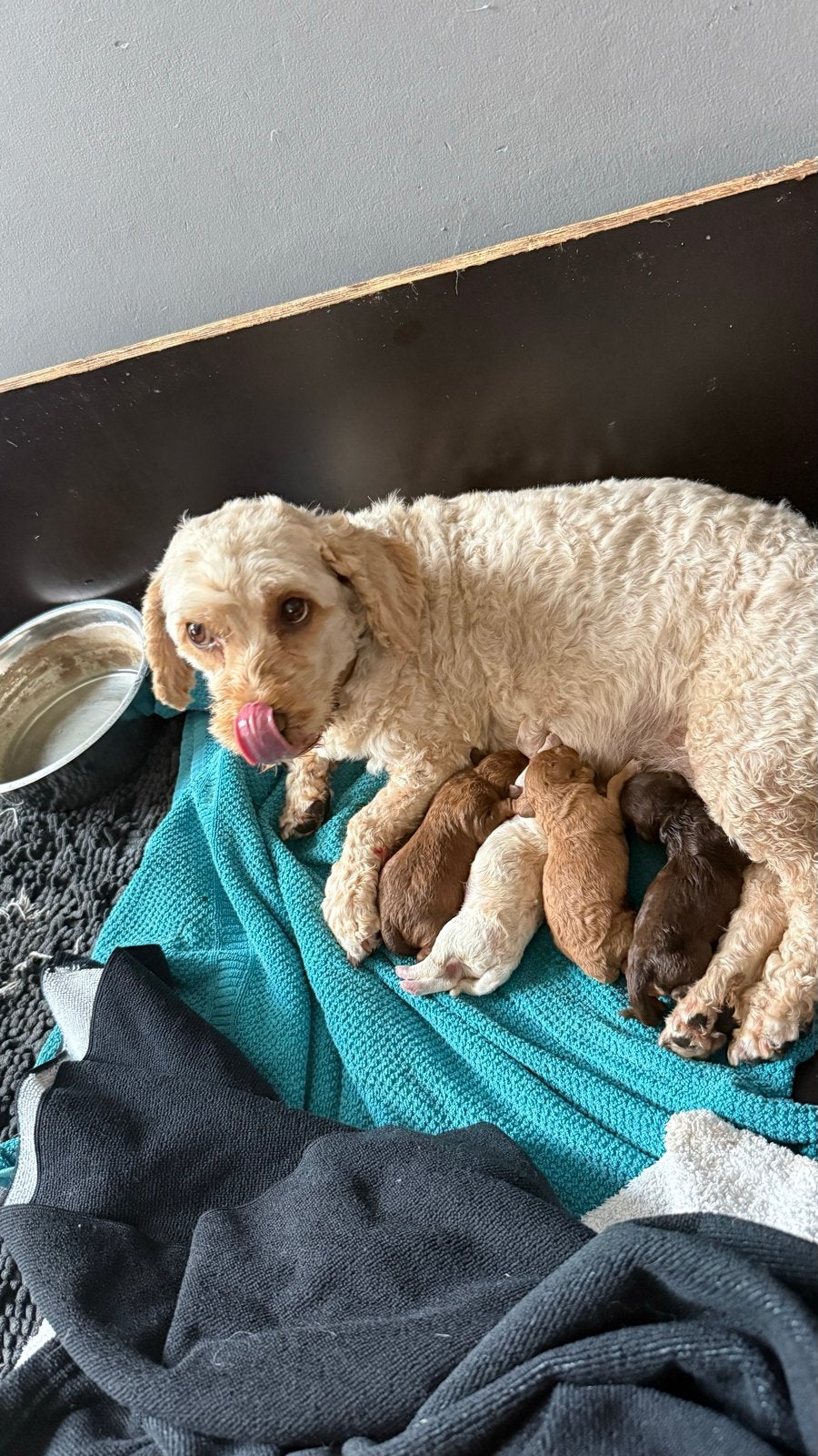 Maltipoo pups, Dieren en Toebehoren, Honden | Niet-rashonden, 8 tot 15 weken, Parvo, Meerdere, Meerdere dieren