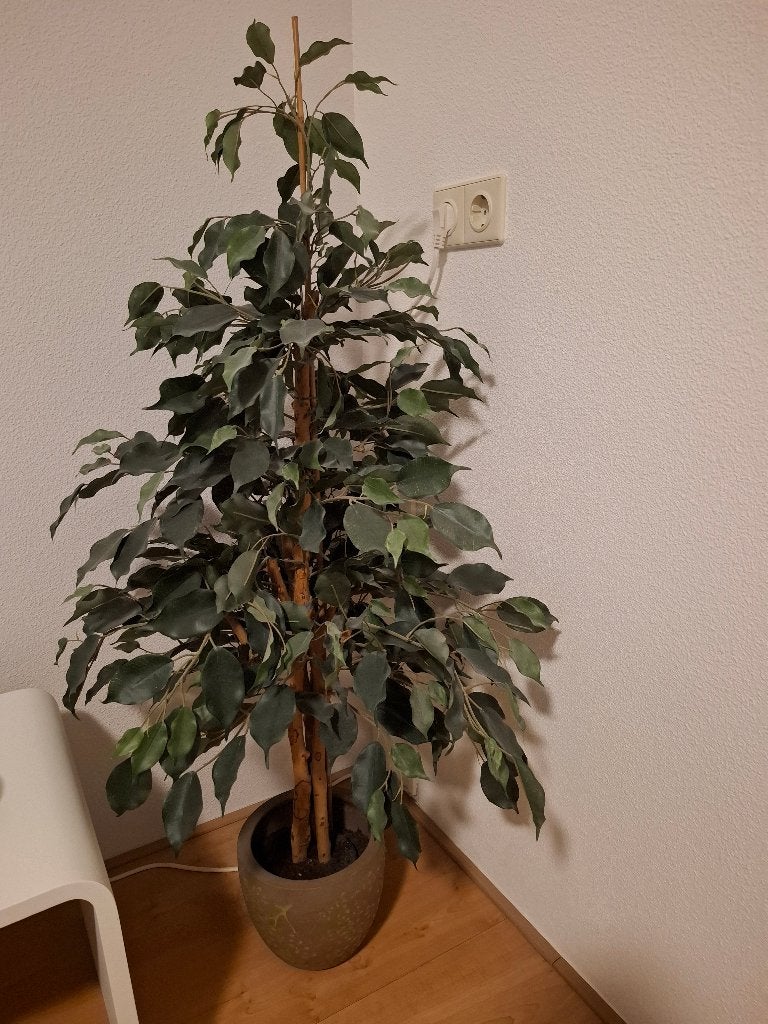 Ficus kunstplant, Ophalen, Binnen, Groen, Kunstplant