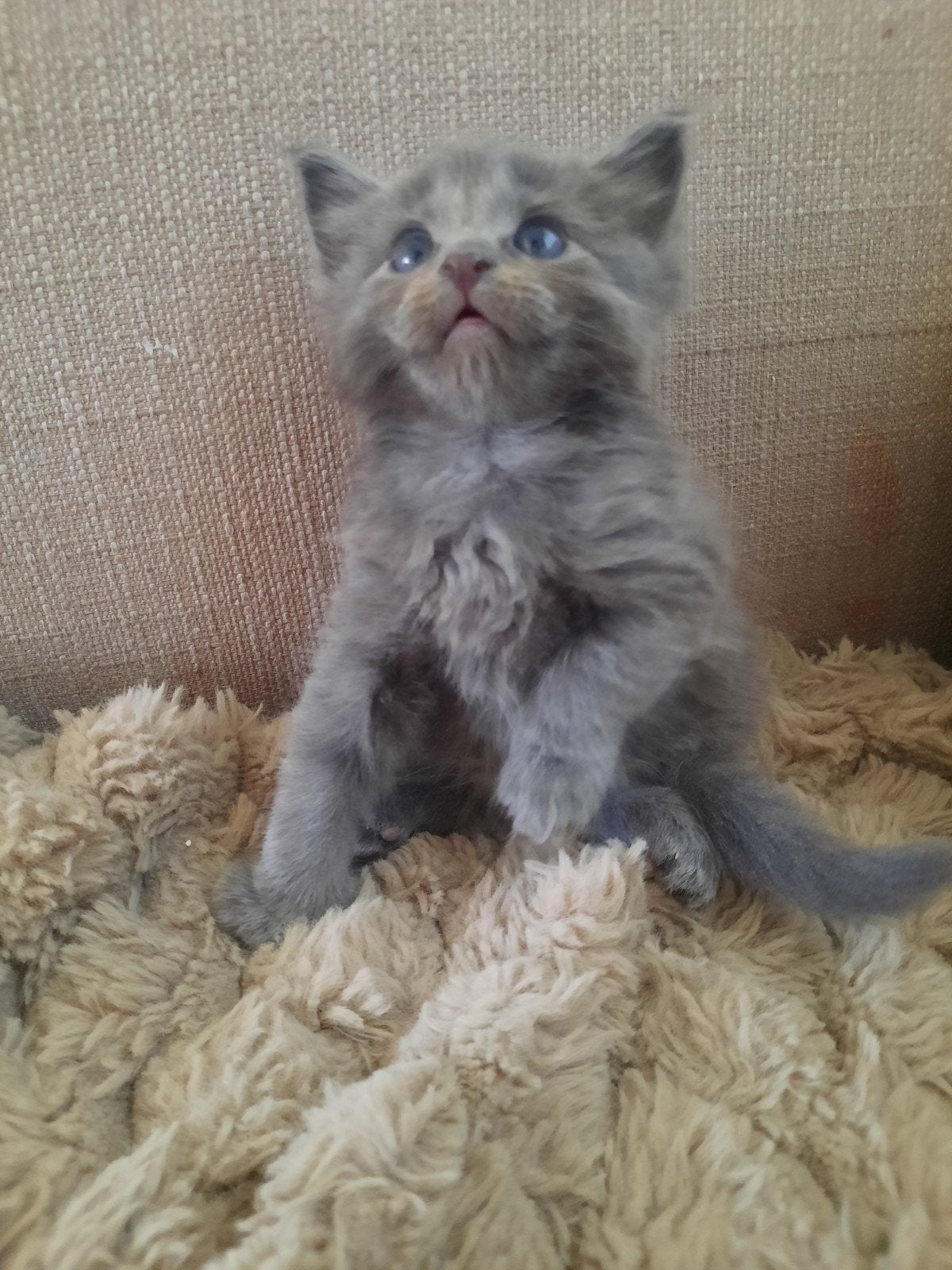 Maine coons kittens NOG 1 GRIJZE KITTEN BESCHIKBAAR, Dieren en Toebehoren, Katten en Kittens | Raskatten | Langhaar, Poes