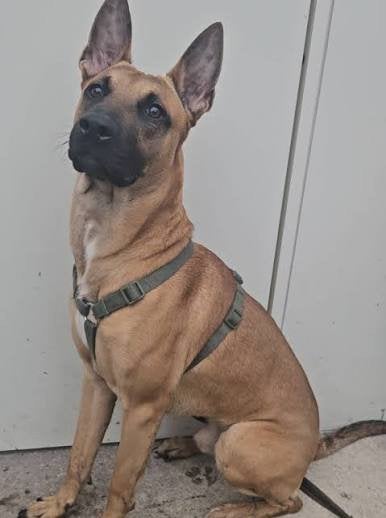 Gezocht! Nestje met een mix van Belgische Malonois/Boxer, Dieren en Toebehoren, Honden | Niet-rashonden, 8 tot 15 weken, CDV (hondenziekte)