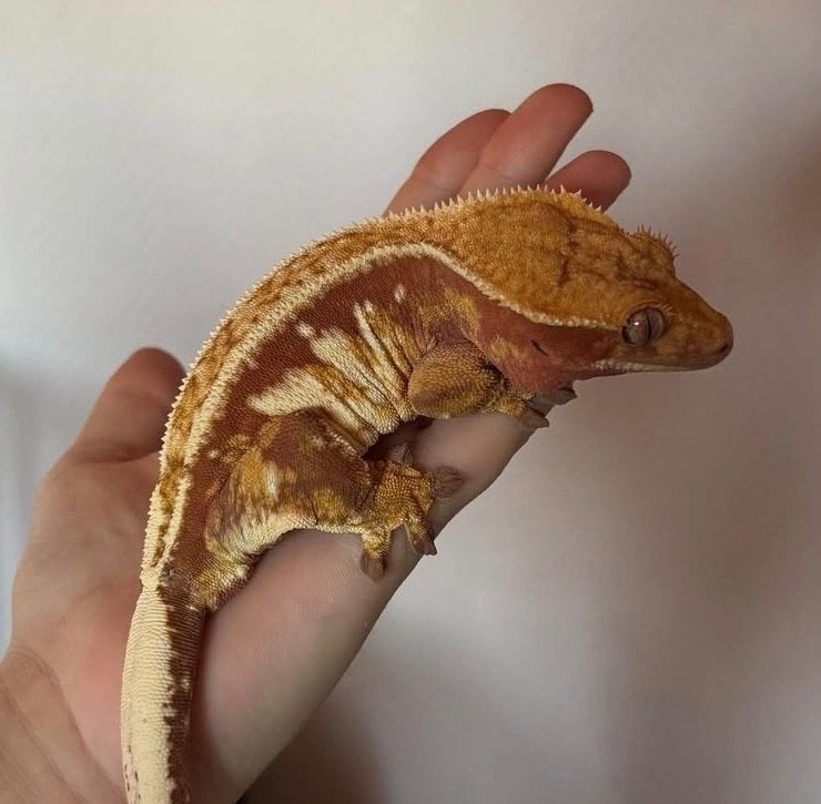 Proven Red Tricolor High White Emptyback wimpergekko vrouw, Dieren en Toebehoren, Hagedis, Tam, 3 tot 6 jaar