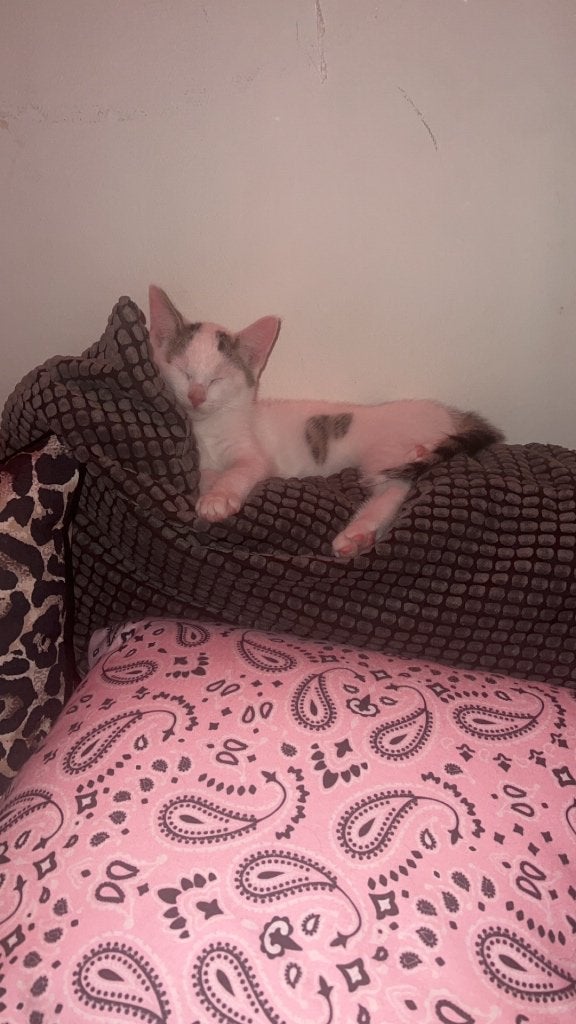 Poes, Dieren en Toebehoren, Katten en Kittens | Raskatten | Korthaar, Poes, 3 tot 5 jaar