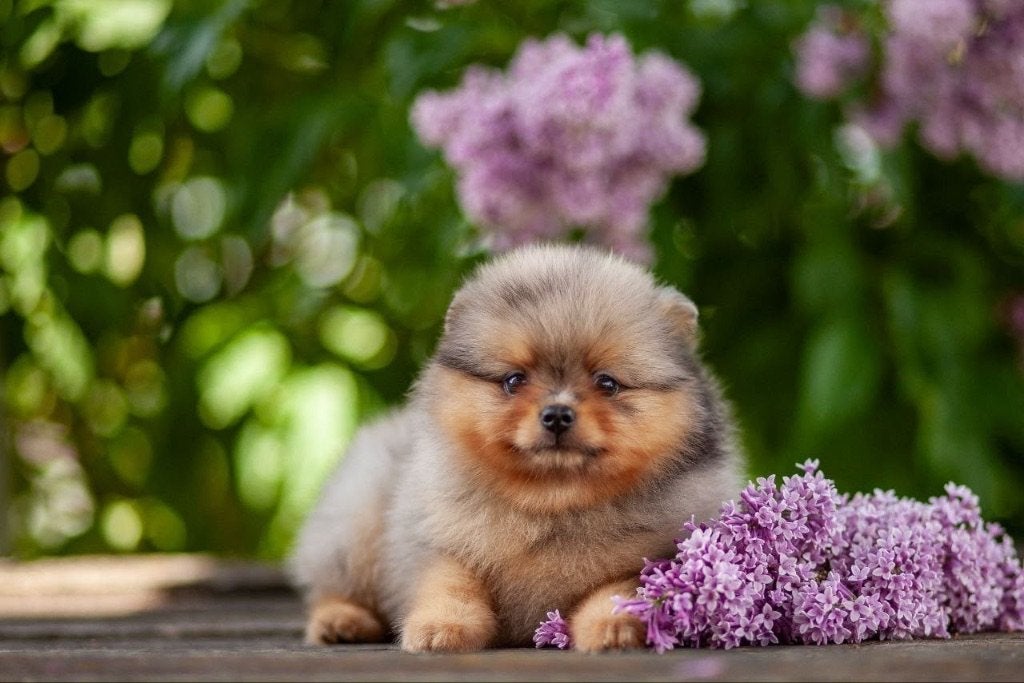Pomeranian pups Bearface, 8 tot 15 weken, Parvo, Meerdere, Nederland