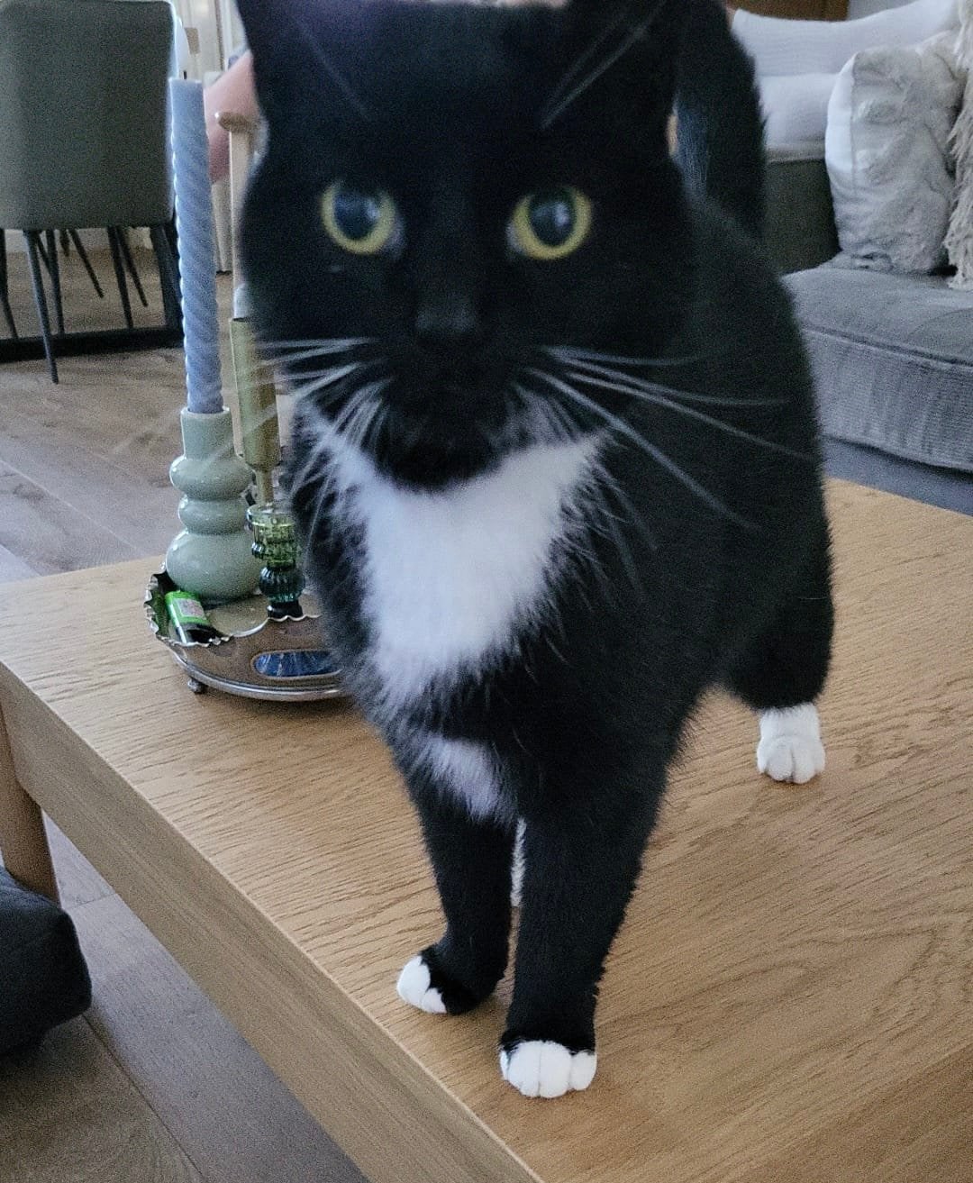 Lieve poes van 8 jaar zoekt een liefdevolle plek, Poes, Kortharig, 6 jaar of ouder