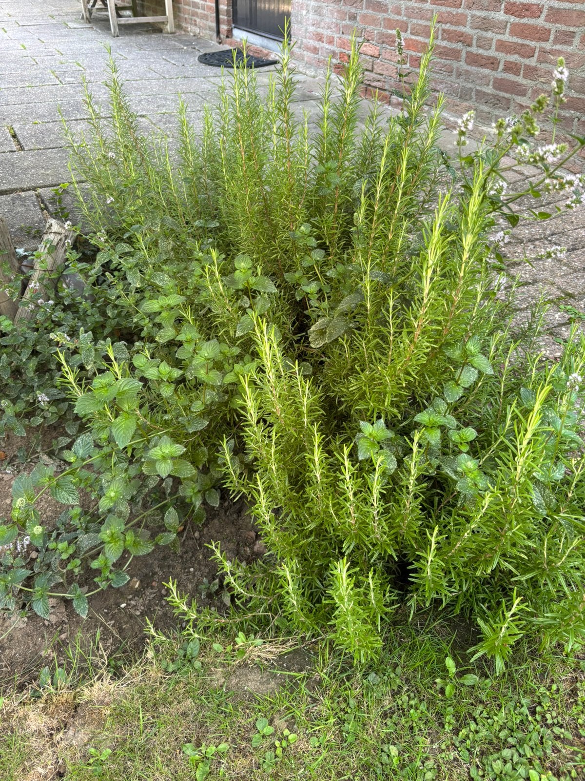 4 gezonde grote rozemarijn planten, Ophalen, Overige soorten, Volle zon