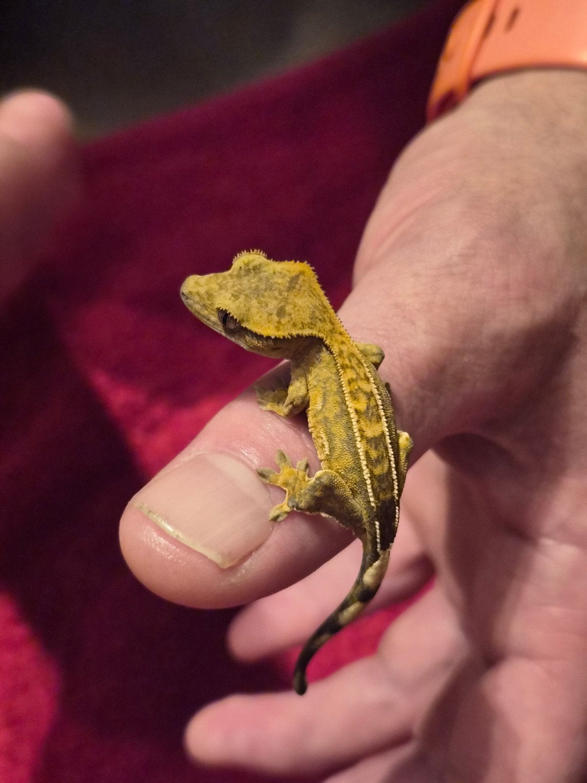 wimper gekko Charm Crested Gecko photo 2