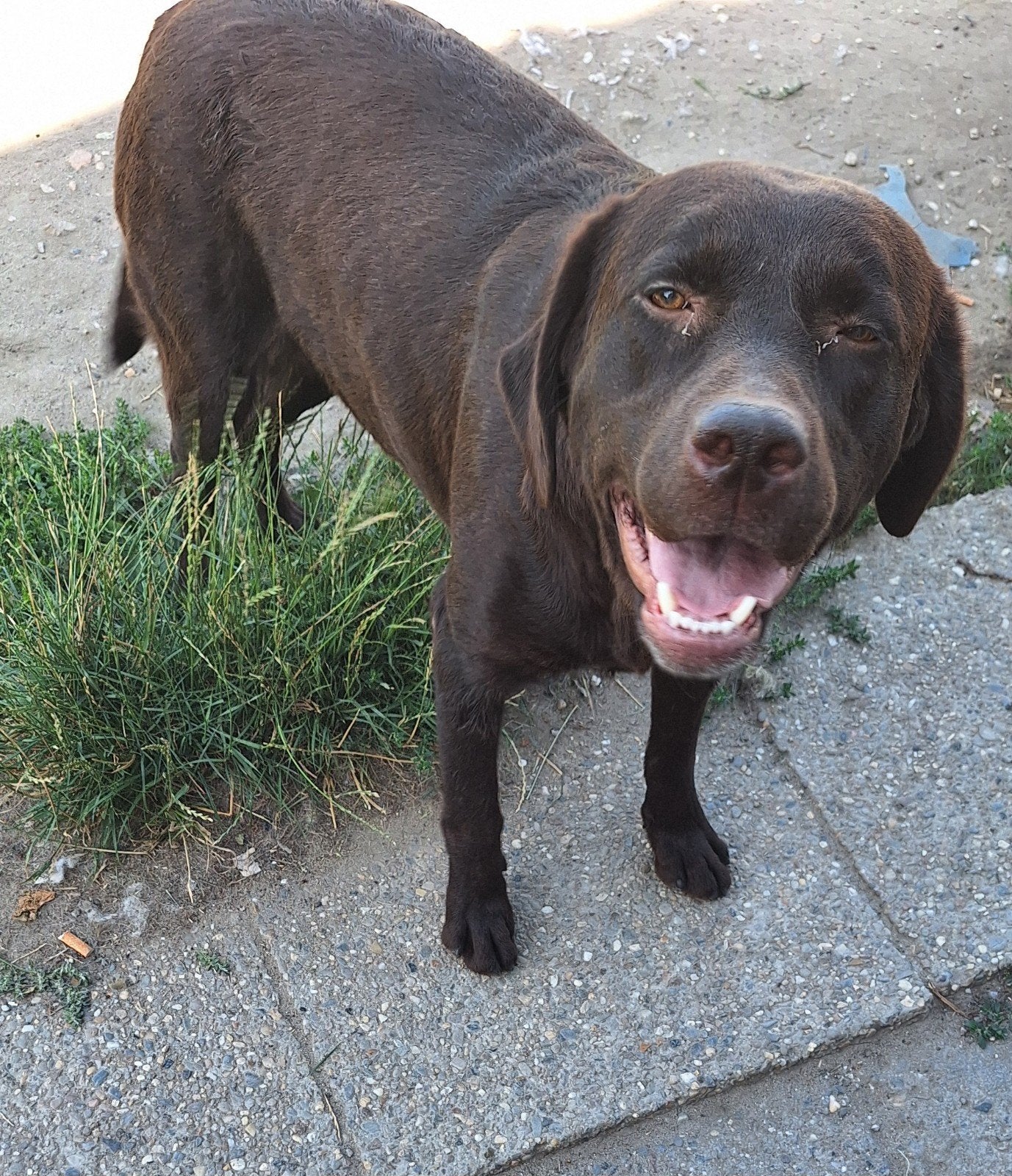 Mooie Haida zoekt nieuw thuis, België, Particulier, Teef, Labrador retriever