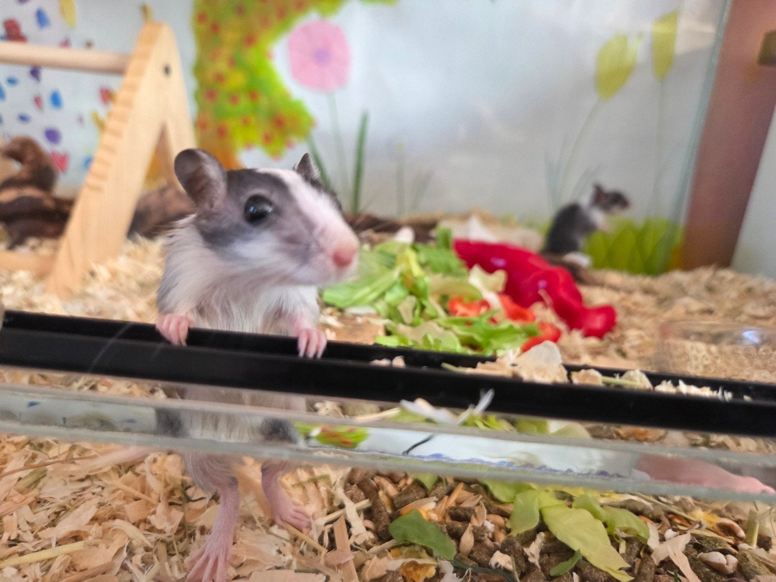 Jonge gerbils, April, Meerdere dieren, Overige typen