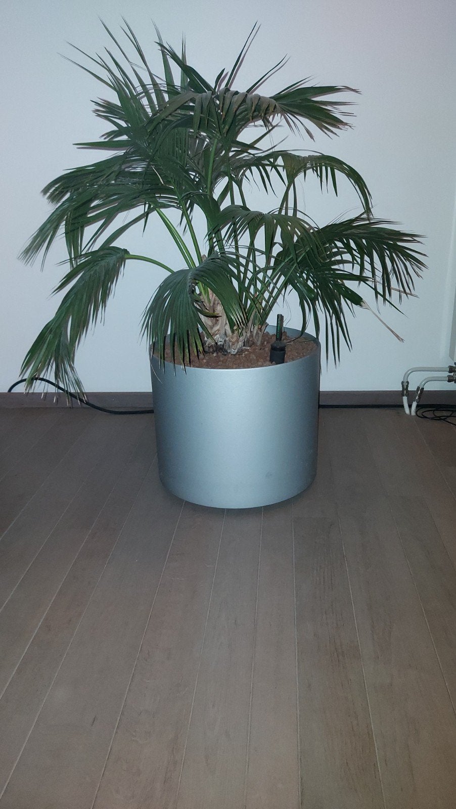 palm plant kantoor of kamerplant hydrocultuur met pot, Ophalen, In pot, Halfschaduw, Minder dan 100 cm