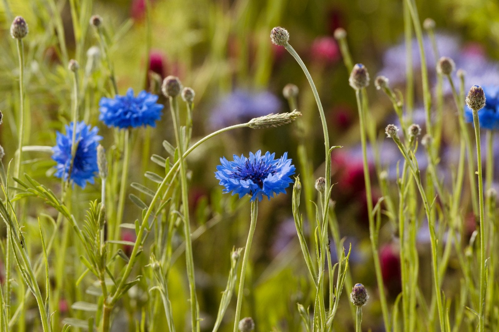 Wilde Korenbloem - Zaden uit eigen gifvrije tuin, Tuin en Terras, Ophalen of Verzenden, Najaar, Volle zon, Zaad