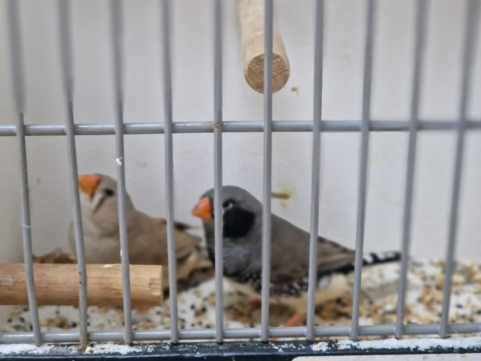 leuk koppeltje zebravinken, Dieren en Toebehoren, Vogels | Overige Vogels, Meerdere dieren, Tropenvogel