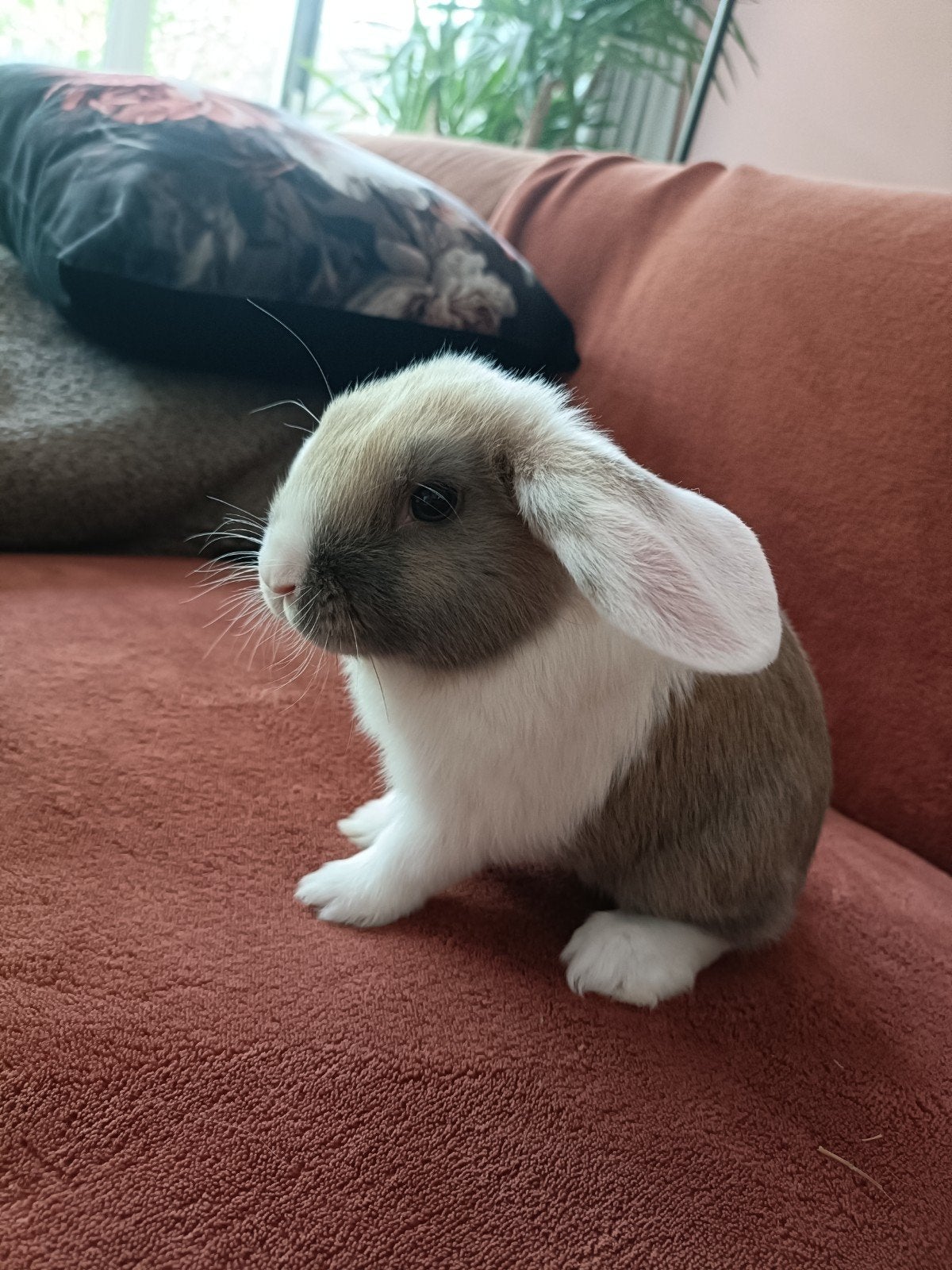 Lief dwergkonijntje (9 weken) zoekt forever home️❤️, Dieren en Toebehoren, Konijnen, Mannelijk, Dwerg, Hangoor, 0 tot 2 jaar
