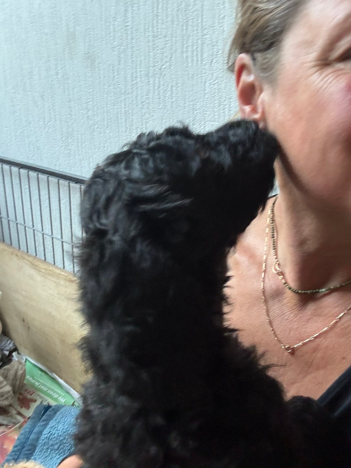 Australian labradoodle uit geteste ouders, Reu, 8 tot 15 weken, Parvo, Meerdere