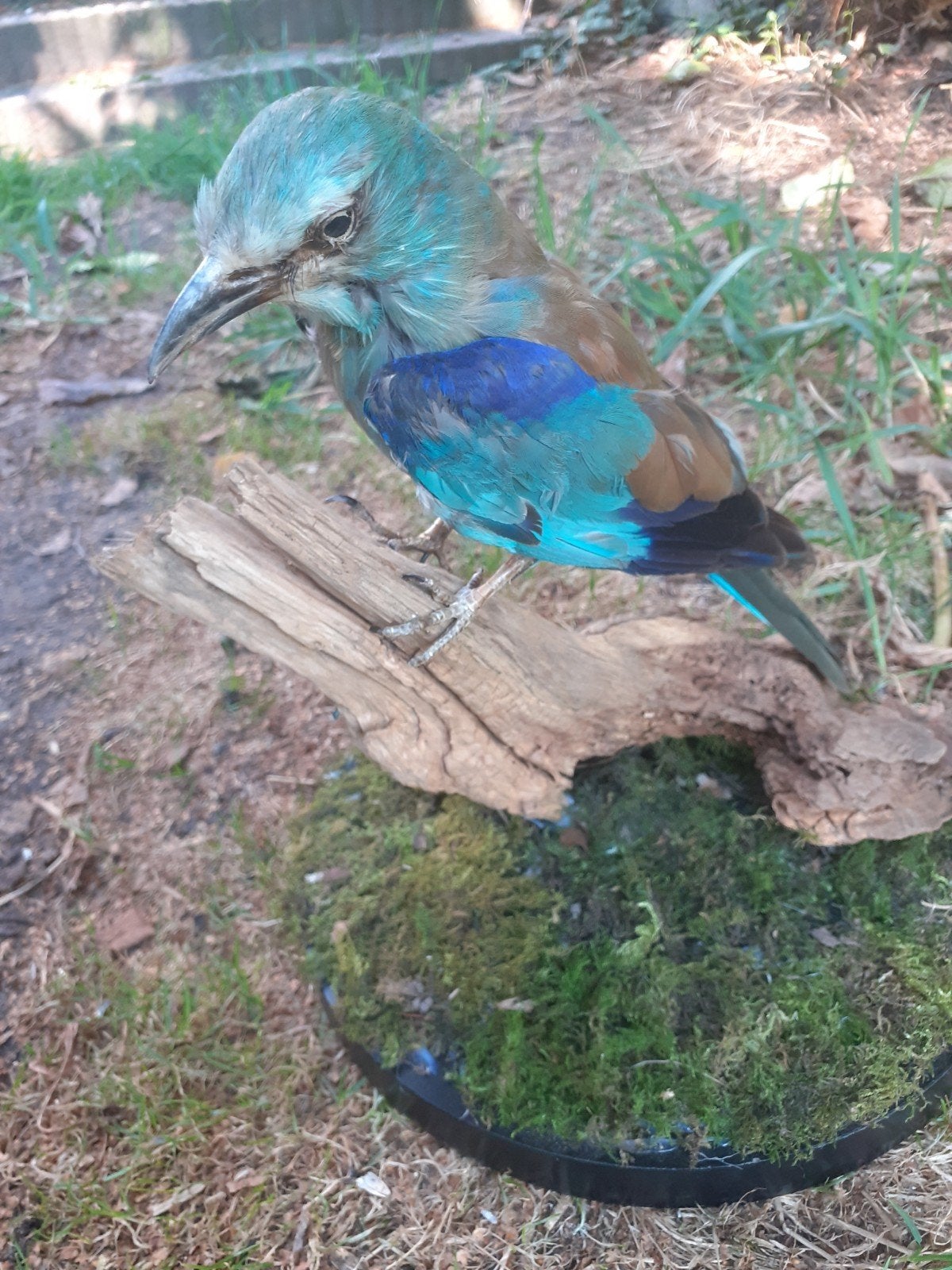 Recente opgezette Scharrelaar (Coracias garrulus) taxidermie, Ophalen of Verzenden, Nieuw, Vogel, Opgezet dier