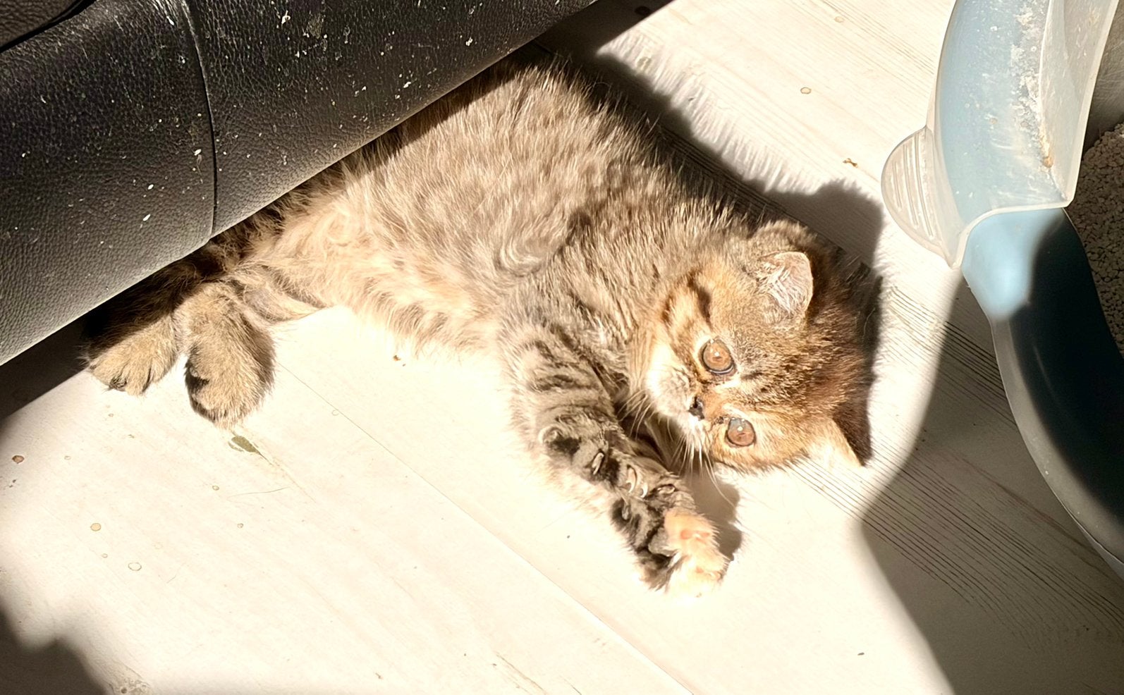Exotic/Pers kittens, Poes, Ontwormd, 0 tot 2 jaar