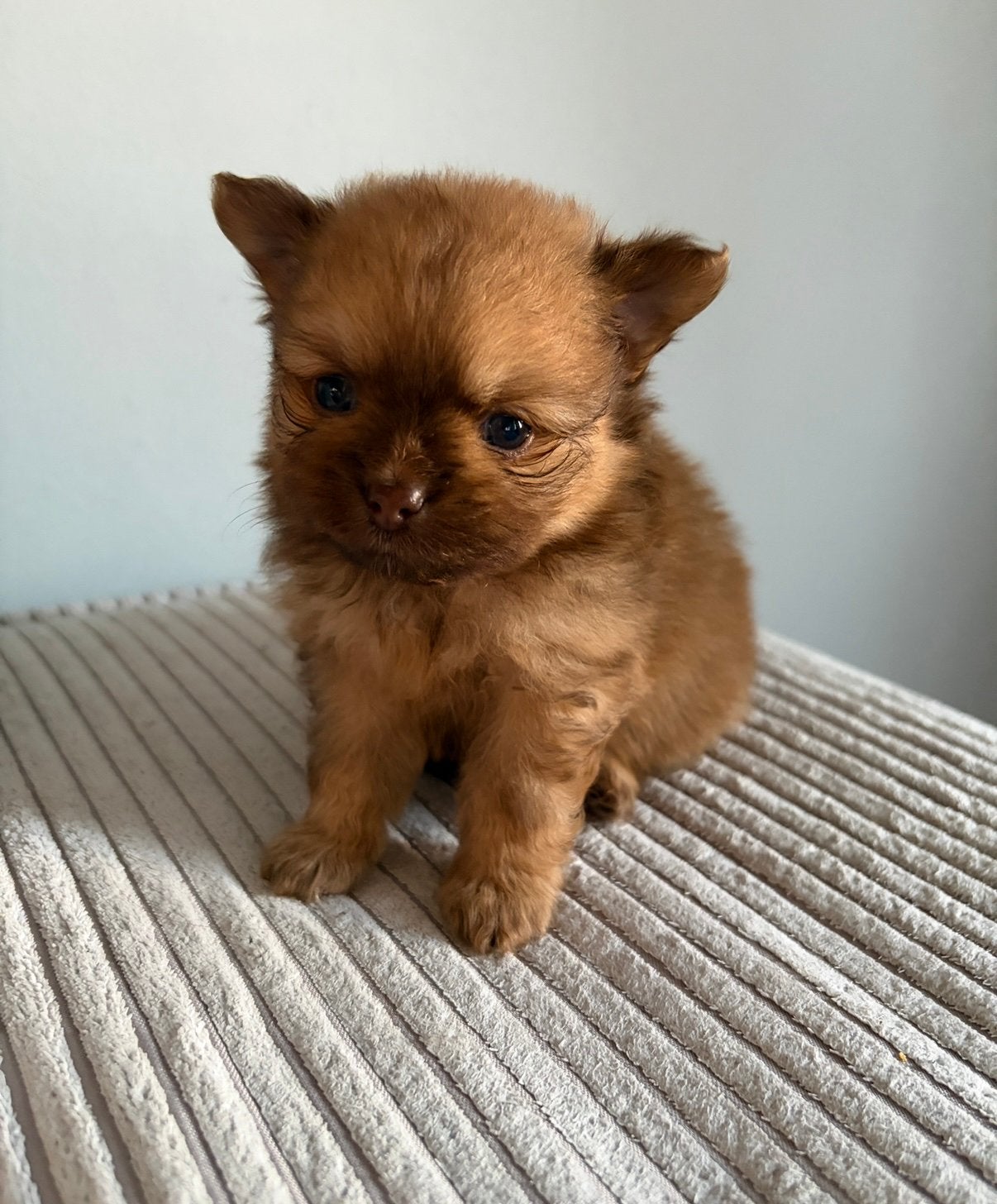 🐶🐻 Chihuahua teefje pup langharig 🐻🐶, Dieren en Toebehoren, Parvo, 8 tot 15 weken, Teef, Meerdere