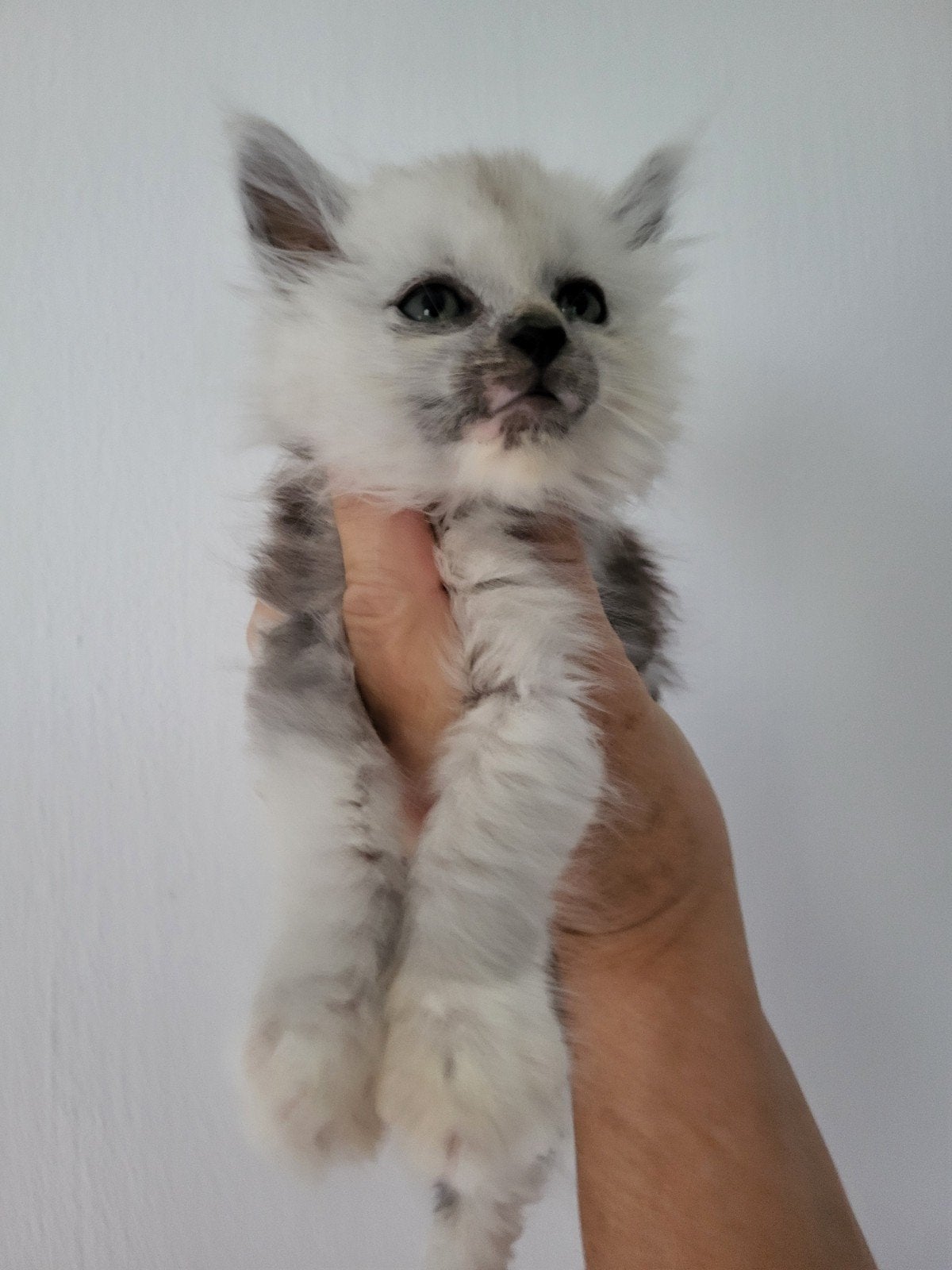 Maine Coon kittens ID/Stamboom, Dieren en Toebehoren, Katten en Kittens | Raskatten | Langhaar, Poes, Ontwormd