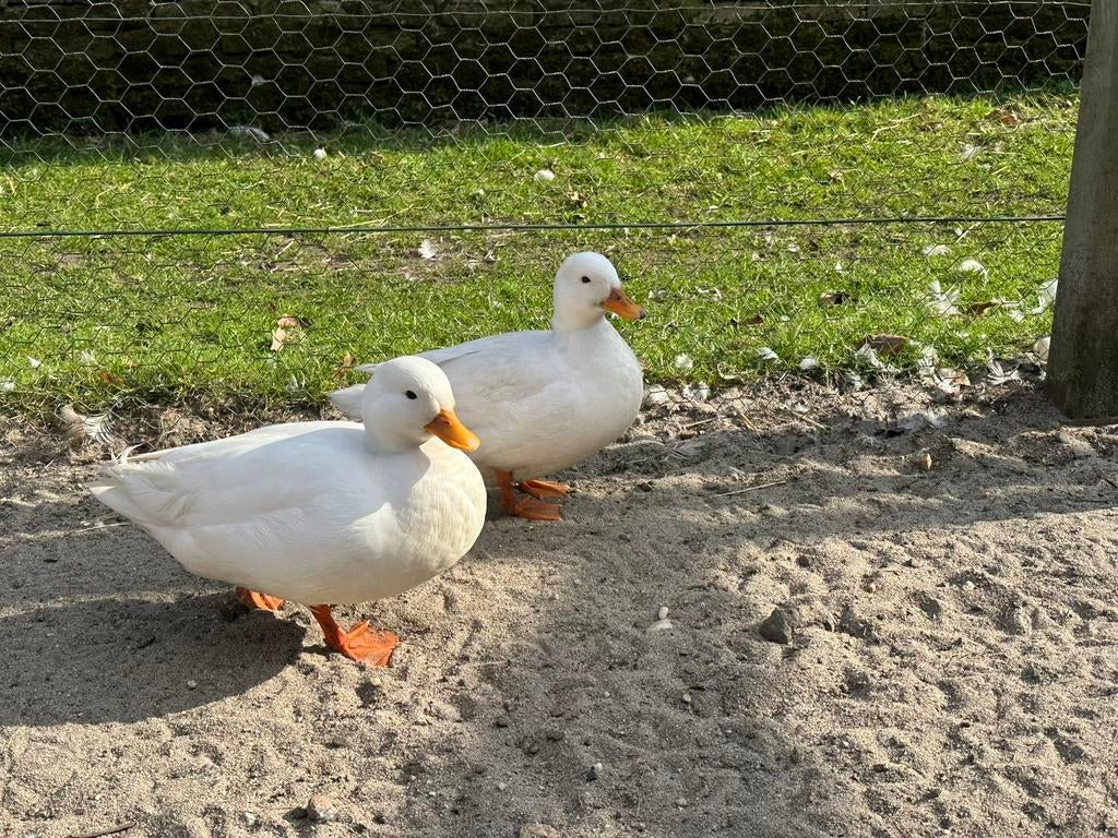 Broedeieren te koop van de witte kwaker, Dieren en Toebehoren, Pluimvee, Geslacht onbekend, Eend