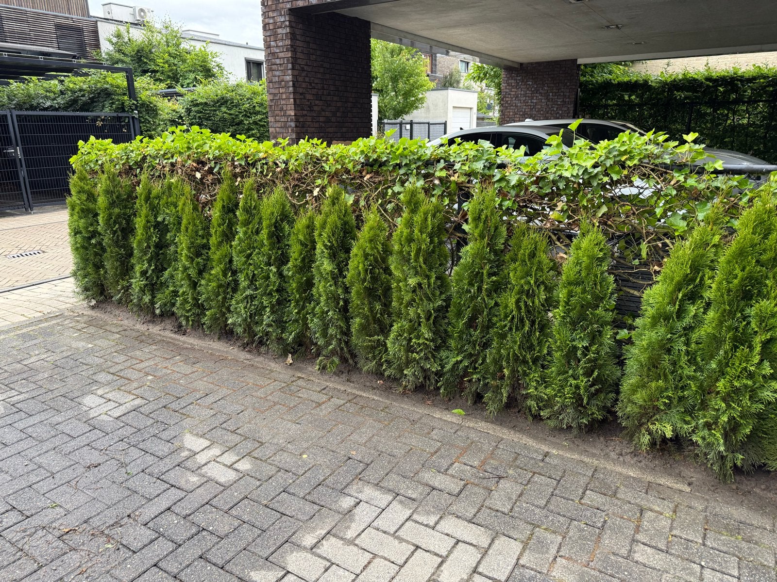 Thuja Smaragd, Brabant of Taxus planten, Volle zon, Vaste plant, Bloeit niet, Ophalen