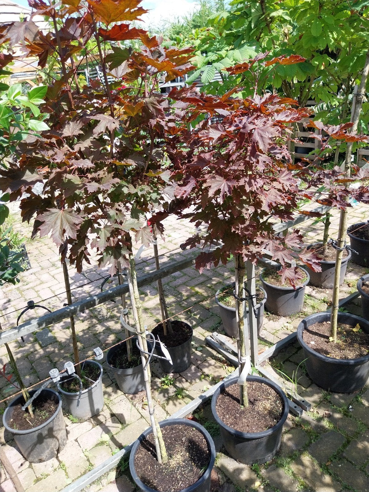 Acer Crimson Sentry op stam - Rode Esdoorn, Tuin en Terras, Overige soorten, Lente, 100 tot 250 cm, Ophalen