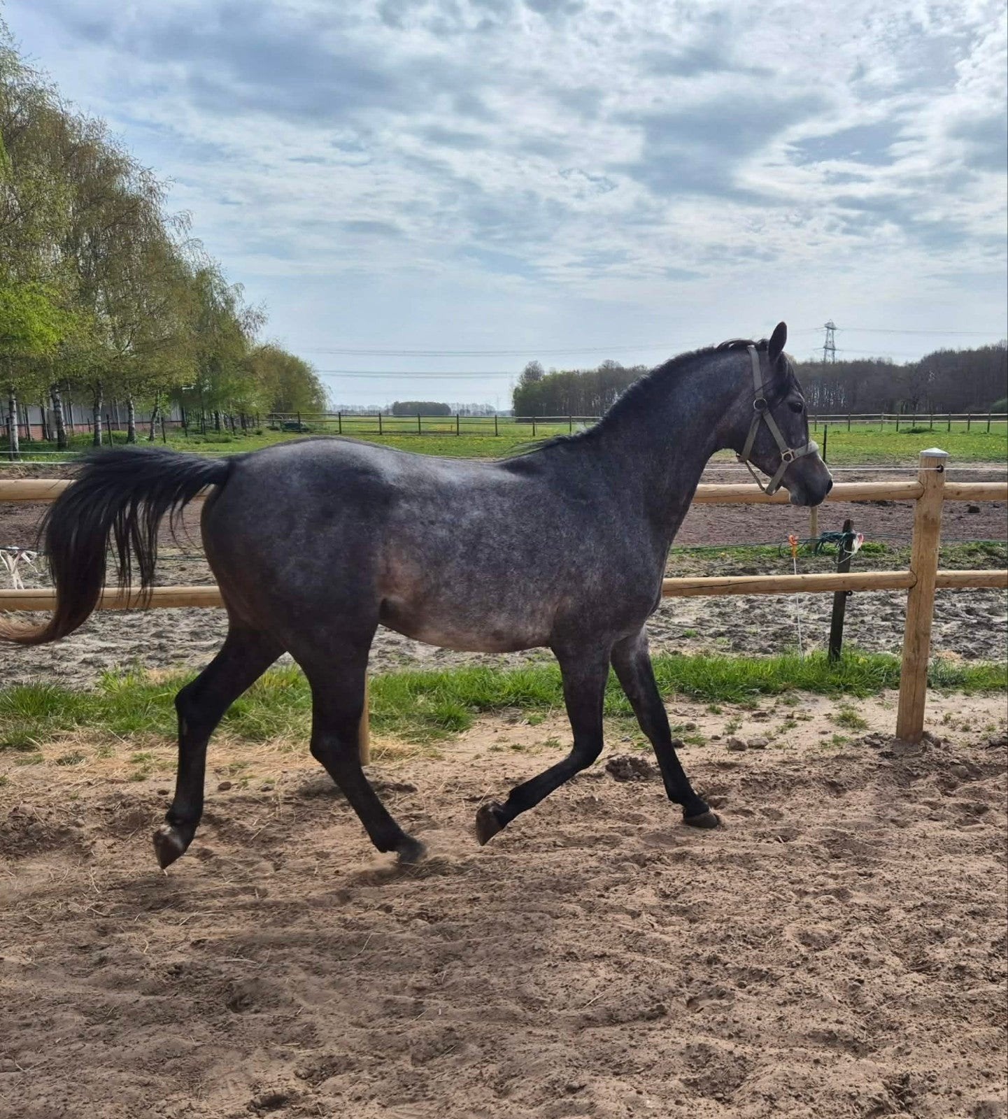 Arabische hengst/ruin 3 jaar, Merrie, Minder dan 160 cm, Met stamboom, 3 tot 6 jaar