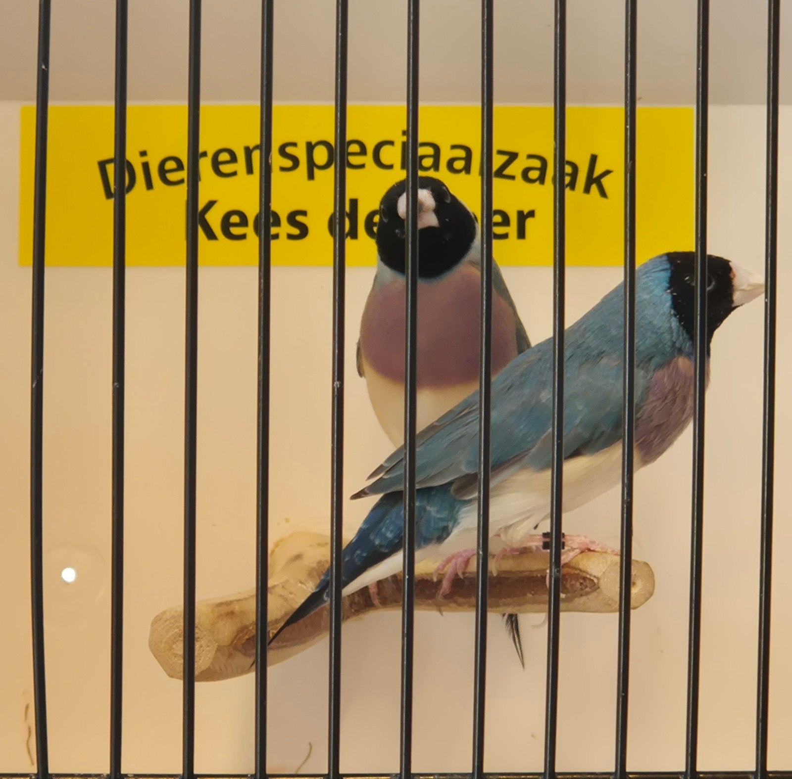 Koppel blauwe gouldamadines