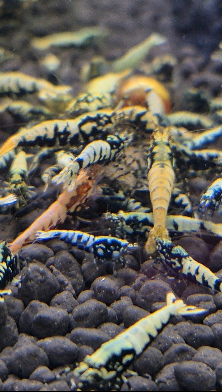 Boa caridina, Dieren en Toebehoren, Kreeft, Krab of Garnaal