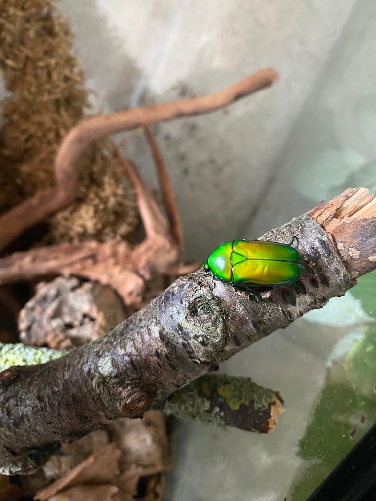 Chlorocala africana africana larven, Dieren en Toebehoren, Overige soorten, 0 tot 2 jaar