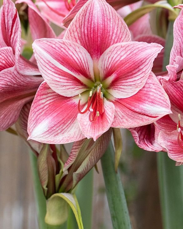 Amaryllis bol Gervase, fraai soort, topkans voor bijzonder, Ophalen of Verzenden