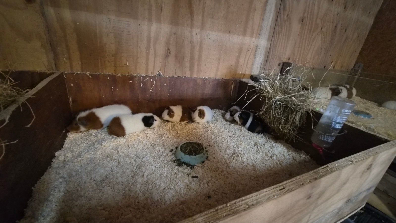 6 mooie jonge us teddy cavia's, Dieren en Toebehoren, Knaagdieren, Januari, Mannelijk, Cavia