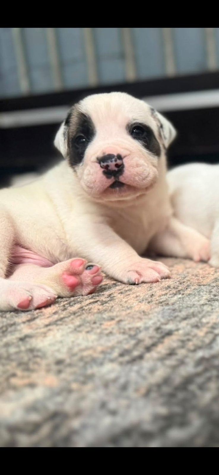 Ysterberg mastiff boerboel pups, Overige rassen, Meerdere, Meerdere dieren, Nederland