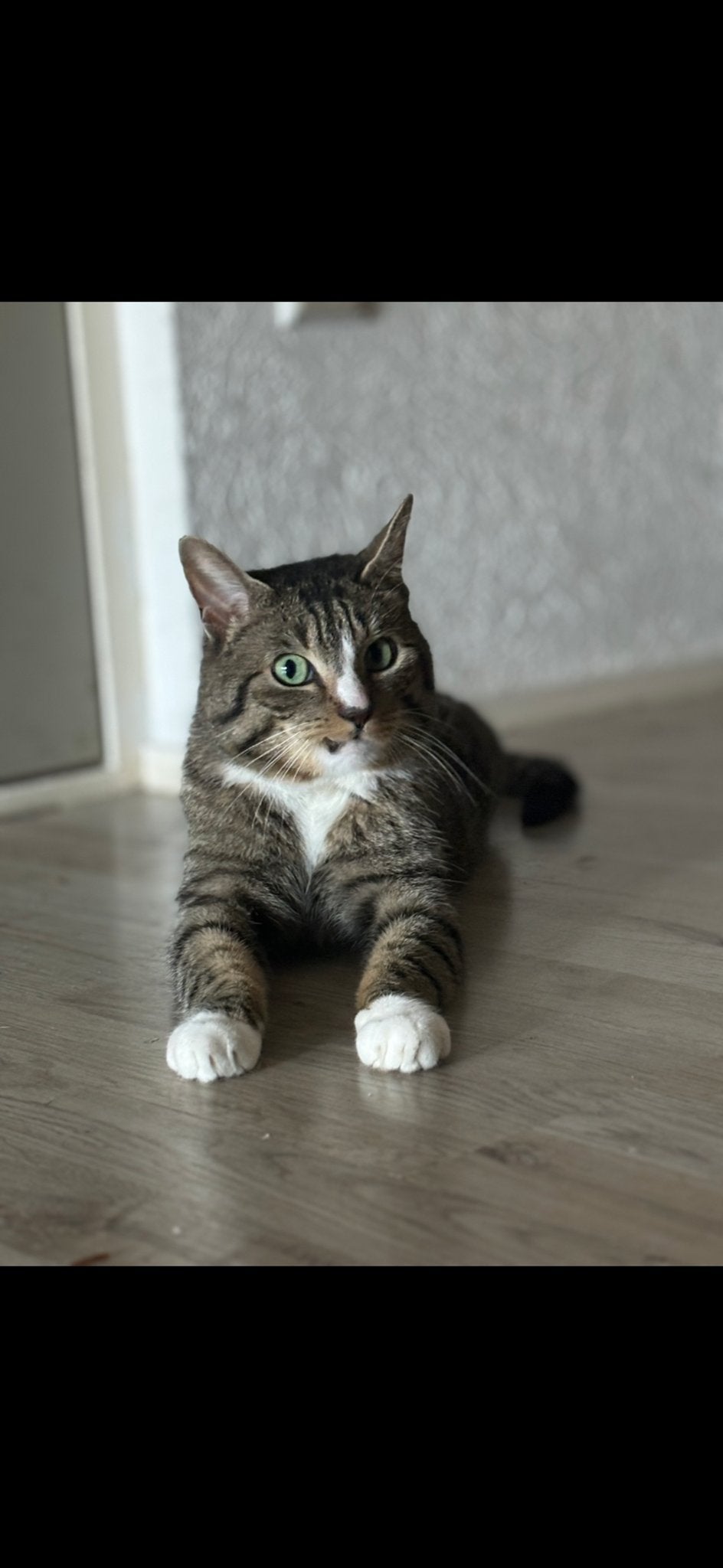 Kat Smoke, Dieren en Toebehoren, Kater, Kortharig, 6 jaar of ouder
