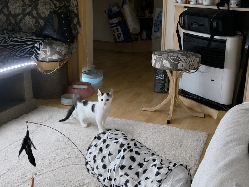 Geredde kittens zoeken een liefdevol thuis, Dieren en Toebehoren, Meerdere dieren, Kortharig, 0 tot 2 jaar