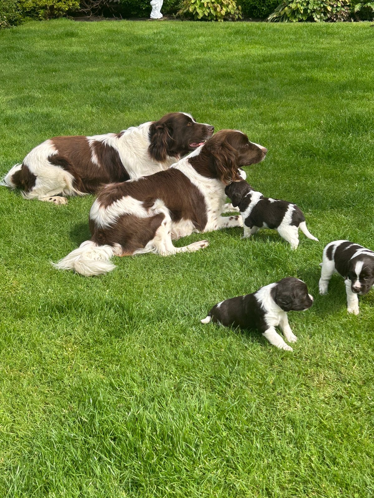 Heidewachtel puppys, Dieren en Toebehoren, Parvo, Overige rassen, 8 tot 15 weken, Meerdere