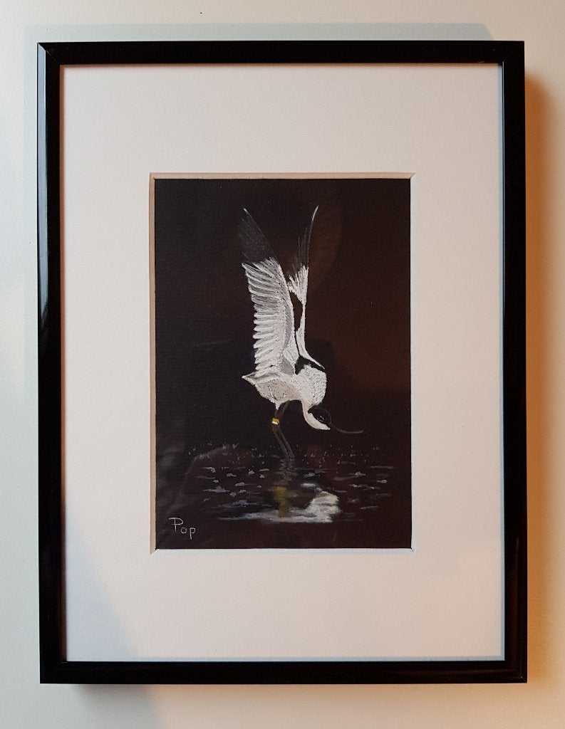 Aquarel Kluut, Kluut schilderij, Kluut eigen werk Kunst Art, Ophalen of Verzenden, Passe-partout, Aquarel, Dieren