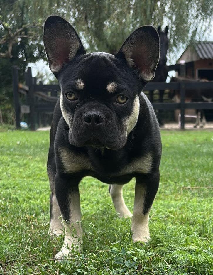 De allerliefste franse bulldog,reu,8 mnd,  BLIND,goede neus, Dieren en Toebehoren, 15 weken tot 1 jaar, Reu, Bulldog, Eén hond