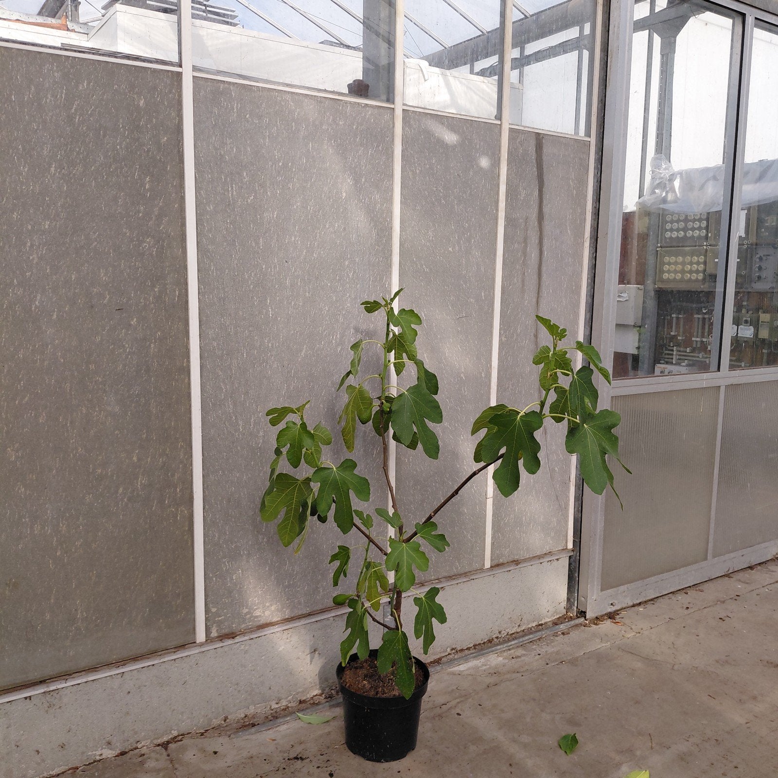 Vijgenstruik Ficus 'Brown Turkey' - 80 cm hoog, Volle zon, Vaste plant, Ophalen of Verzenden, Zomer