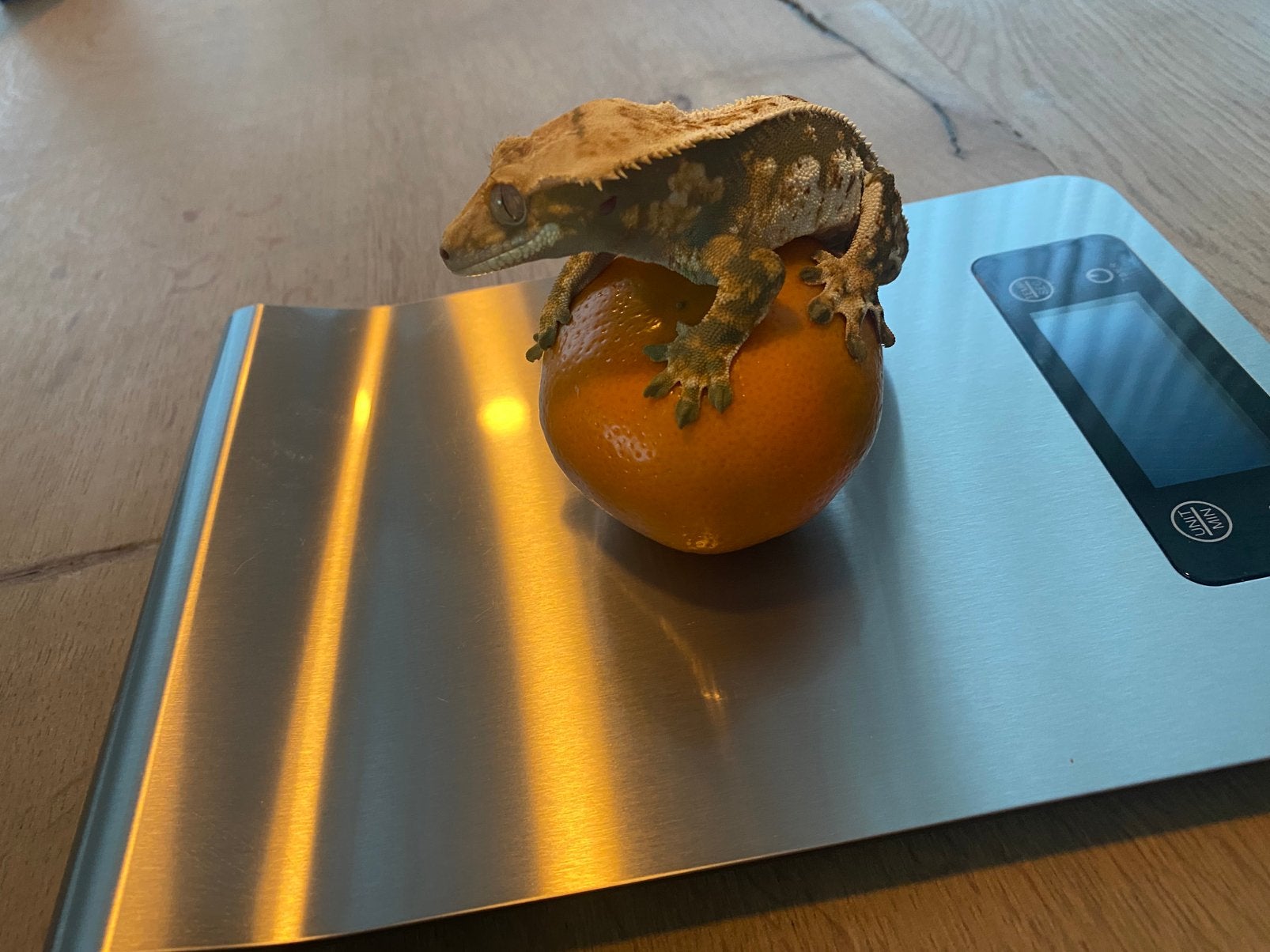 2 wimpergekko’s (Correlophus ciliatus) Crested Gecko photo 2