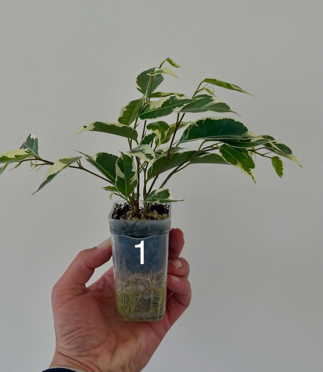 Ficus Starlight, Ophalen, Overige soorten, Halfschaduw
