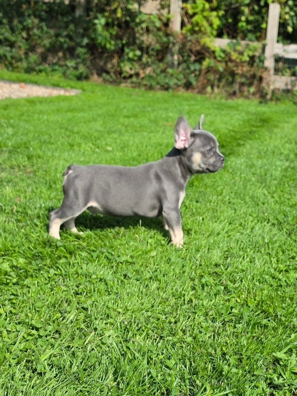 Franse bulldog pups laatste 3 reutjes, CDV (hondenziekte), Reu, 8 tot 15 weken, Meerdere